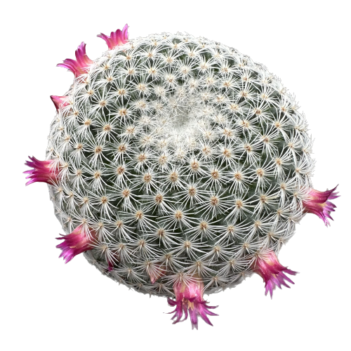 Mammillaria tlalocii 'PIN CUSHION CACTUS'