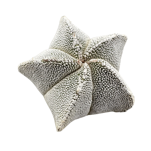 Astrophytum White Starfish Plant