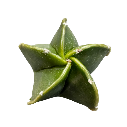 Astrophytum Green Starfish Plant