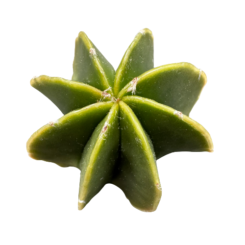 Astrophytum Multi-Star Plant