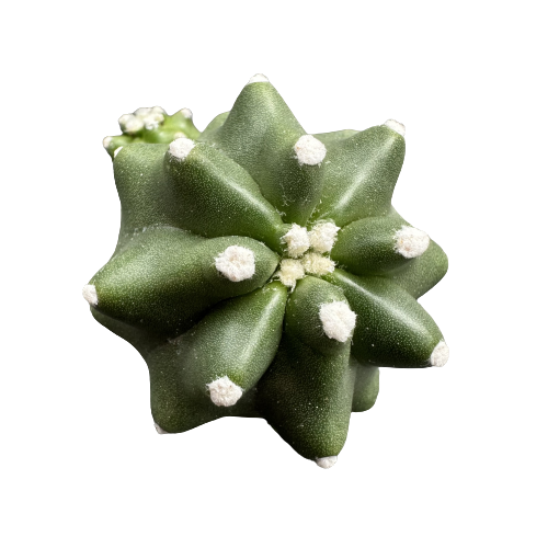 Echinocereus 'SPOTTED STAR’