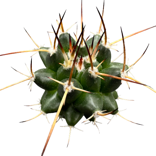 Mammillaria 'KRAMERI’