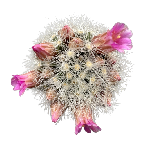 Mammillaria 'WHITE BUTTONS’