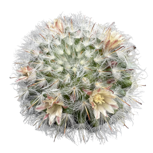 Mammillaria 'COTTON SPIKE’