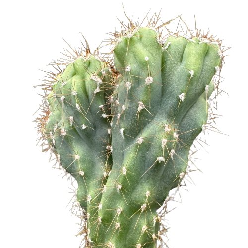 Cereus Monstrose Cactus