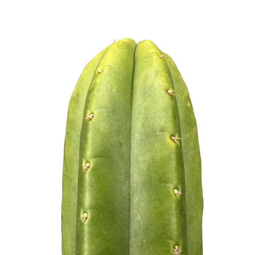 Echinopsis pachanoi 'SAN PEDRO’