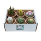6 Mixed Cacti Pack