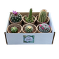 6 Mixed Cacti Pack