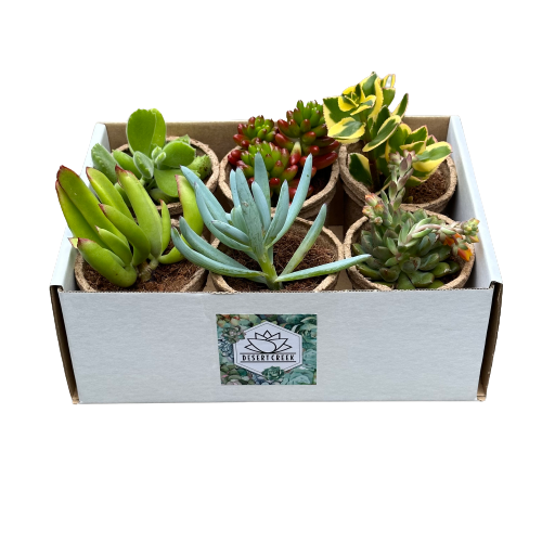 6 Pack Succulent Plants