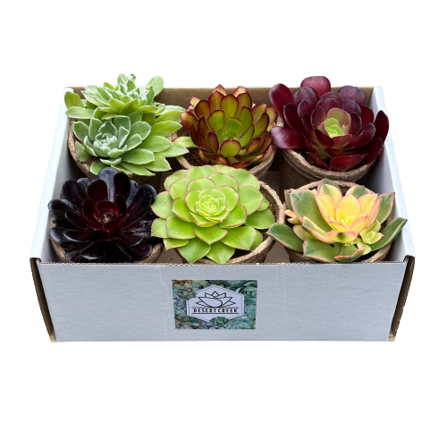 6 Pack Succulent Plants