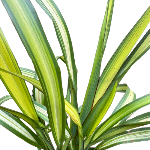 Phormium tenax (Flax) 'YELLOW WAVE'