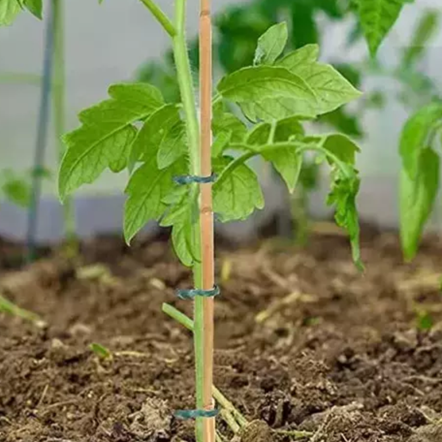 Natural Bamboo Stakes