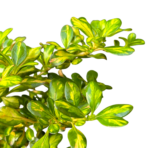 Coprosma 'LEMON & LIME'