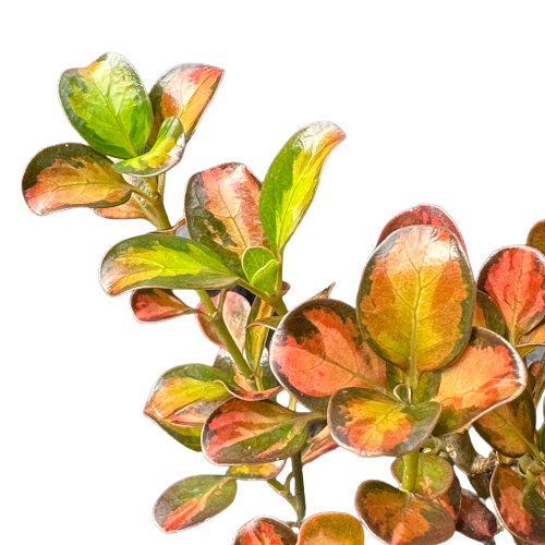 Coprosma repens 'PAINTERS PALLETE'