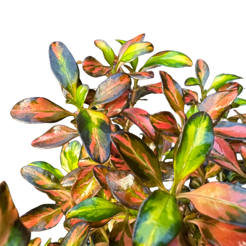 Coprosma repens 'EVENING GLOW'