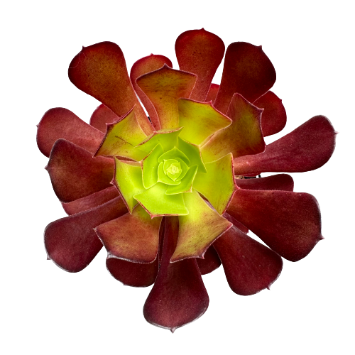 Aeonium Velour Plant