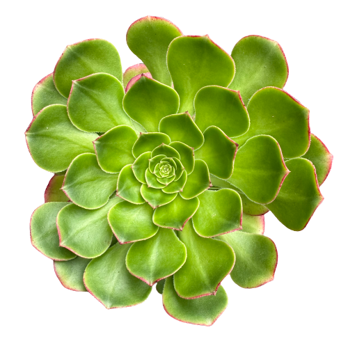 Aeonium Green Pinwheel Plant