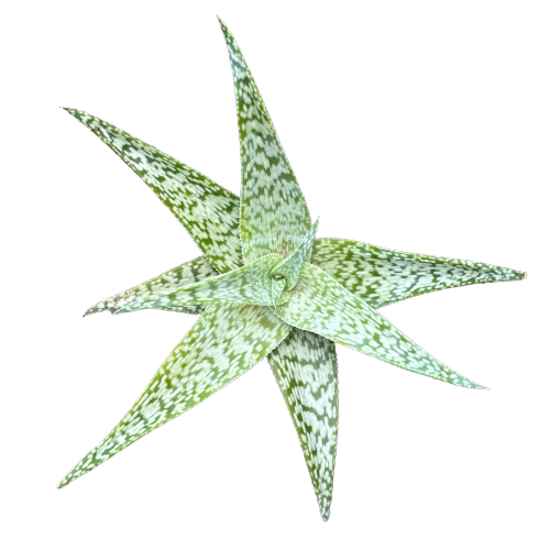 Aloe Rauhii Plant 