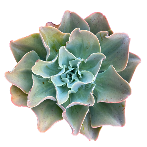 Echeveria 'MARSHMELLOW'