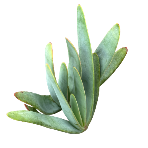 Aloe plicatilis Plant