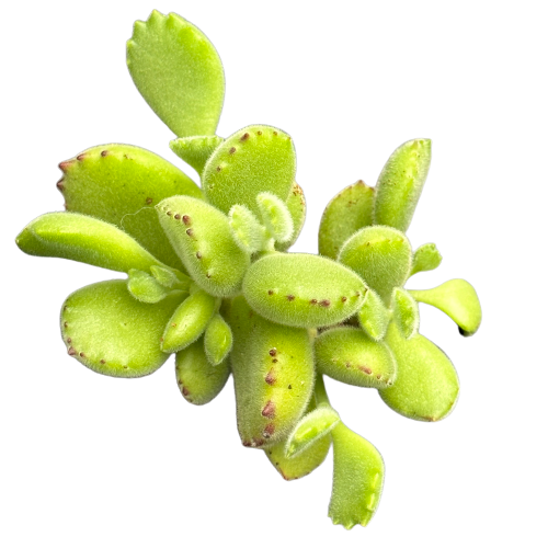 Cotyledon tomentosa 'BEARS PAW'