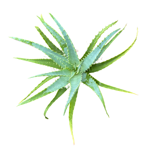 Aloe Arborescens Plant