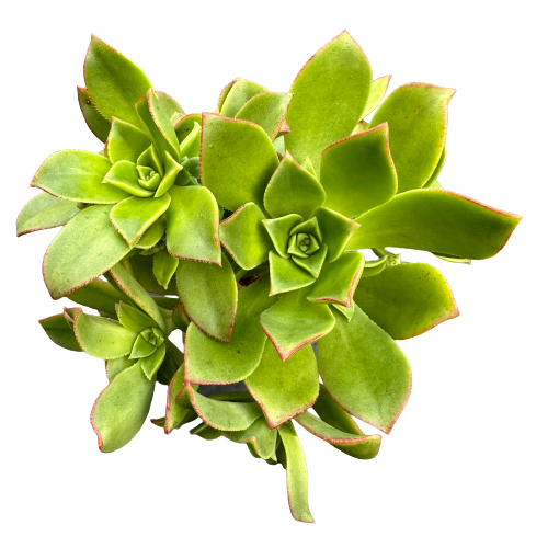 Aeonium Haworthii Green Plant
