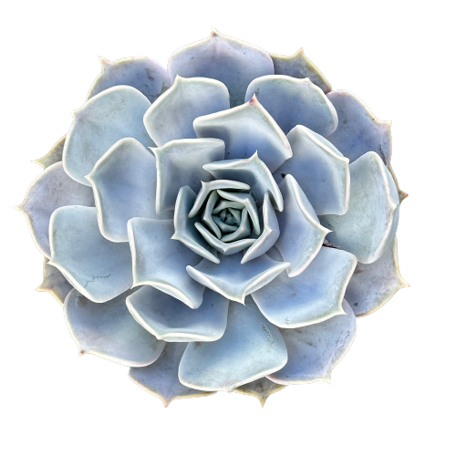 Echeveria hybrid 'DESERT LILY'