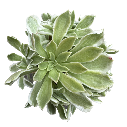 Aeonium Emerald Ice Plant