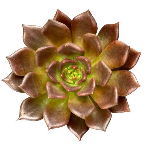 Echeveria affinis 'BLACK PRINCE'