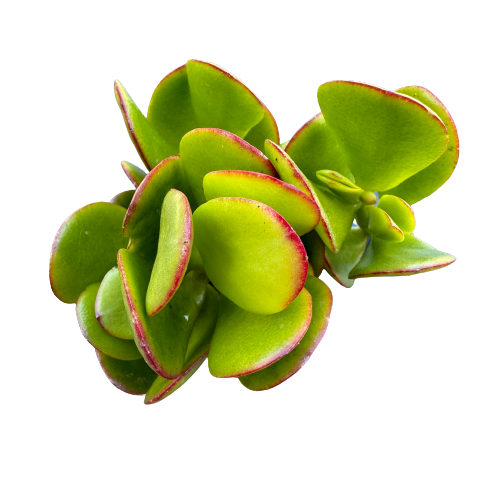 Crassula ovata 'ARGENTEA'