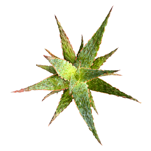 Aloe Christmas Carol Plant