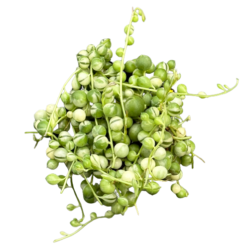 Senecio rowleyanus 'STRING OF PEARLS' varigata