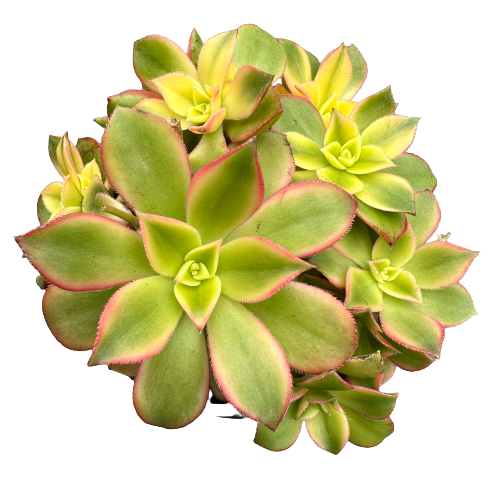 Aeonium Haworthii Kiwi Plant 