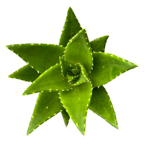 Aloe Perfoliata Plant