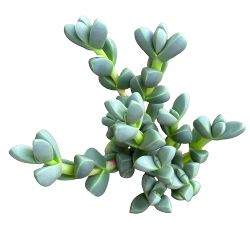 Corpuscularia lehmannii 'ICE PLANT'