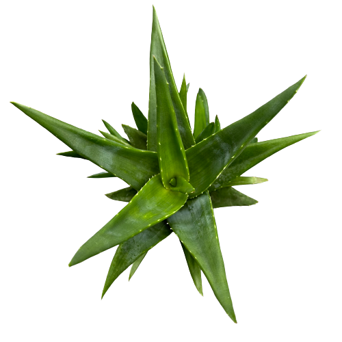 Aloe Black Gem Plant