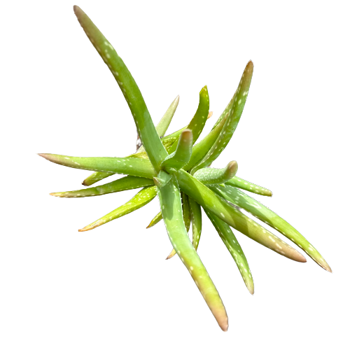 Aloe Barbadensis Miller Plant