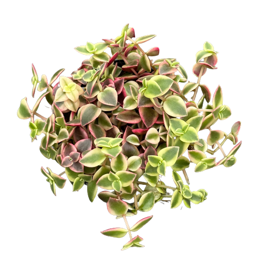 Crassula marginalis rubra 'CALICO KITTEN'