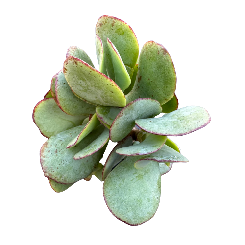 Crassula ovata undulata 'WAVE JADE'