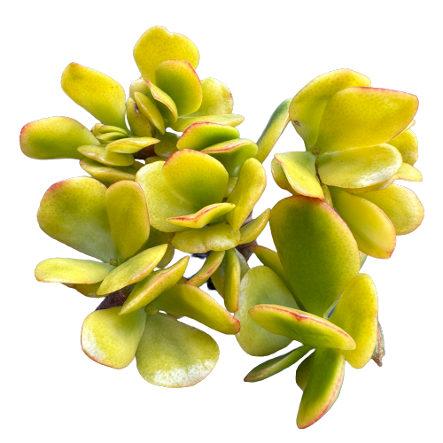 Crassula ovata 'HUMMEL'S SUNSET'