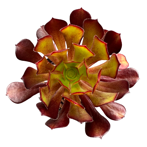 Aeonium Purple Rose Plant