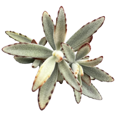 Kalanchoe tomentosa 'CHOCOLATE SOLDIER'