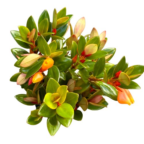 Columnea gloriosa ‘GOLDFISH PLANT’