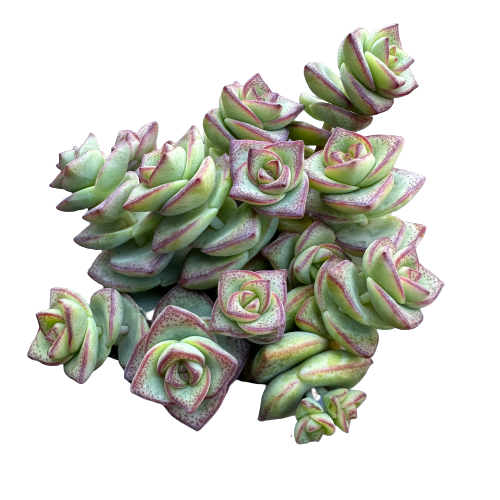 Crassula perforata 'STRING OF BUTTONS'