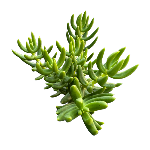 Crassula tetragona 'MINIATURE PINE TREE'