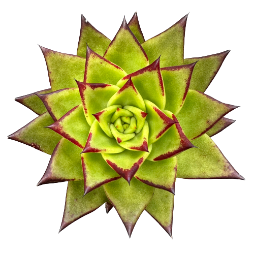 Echeveria agavoides 'LIPSTICK'